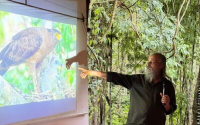 “Aavasam Thedunna Athikaayan” – The Inspiring Story of the Crested Serpent Eagle at Uravu Bamboo Grove