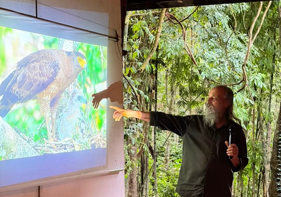 “Aavasam Thedunna Athikaayan” – The Inspiring Story of the Crested Serpent Eagle at Uravu Bamboo Grove
